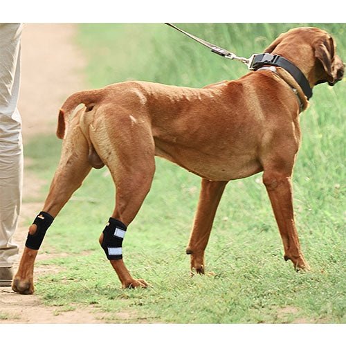 NeoAlly Rear Leg Hock Brace - Metal Spring Strips for Small Dogs [Short Version] (Pair)